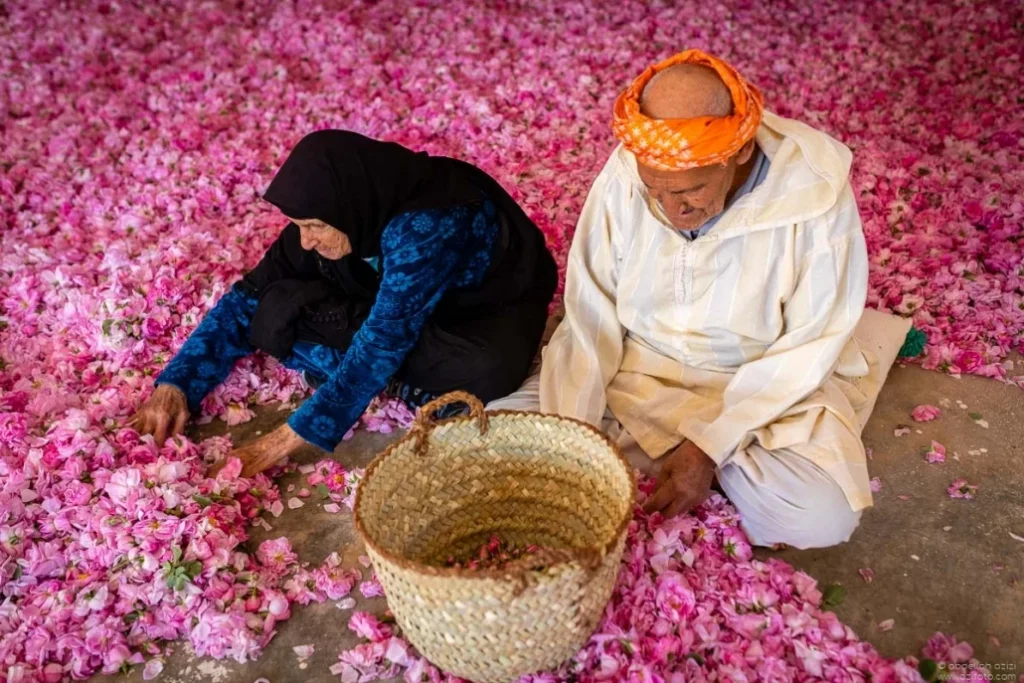 Morocco Kalaat MGouna rose season